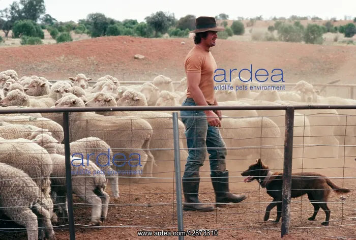 : Kelpie Dog - Sheepdog mustering sheep : Kelpie Dog - Sheepdog mustering sheep