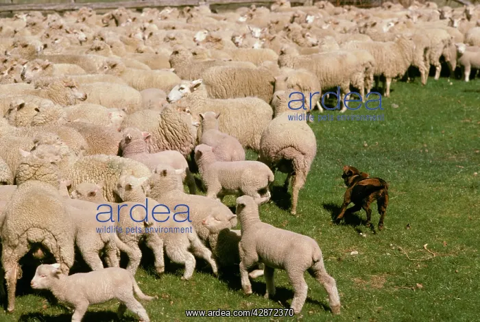 : Kelpie working dog - mustering sheep : Kelpie working dog - mustering sheep