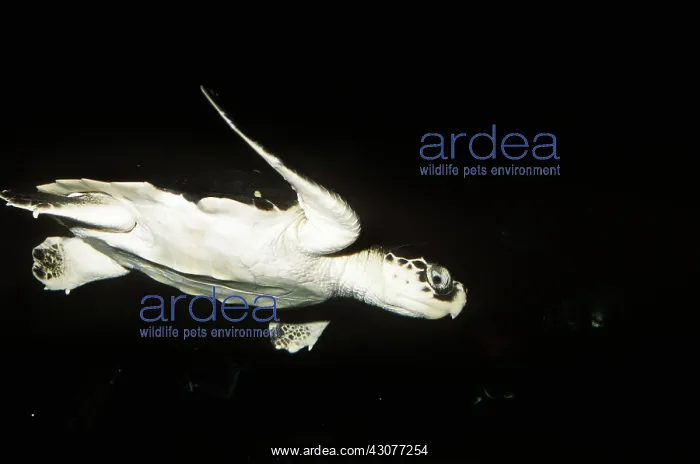 : Kemp's Ridley Sea Turtle : Kemp's Ridley Sea Turtle
