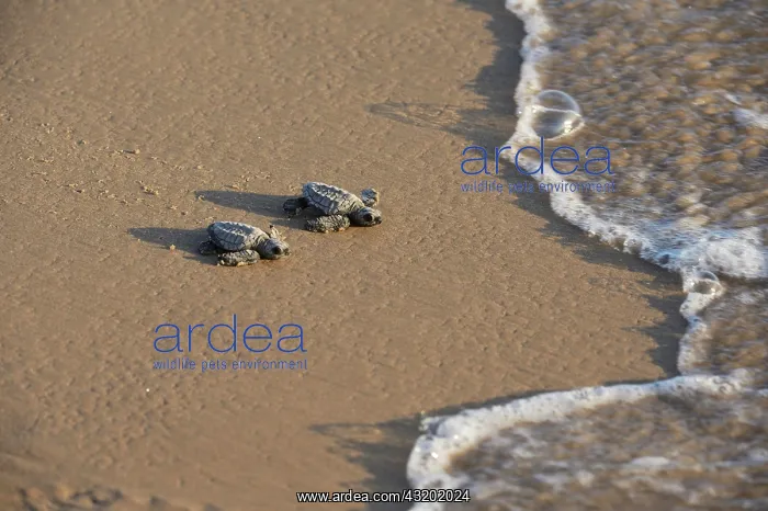 : Kemp's Ridley Sea Turtle (Lepidochelys kempii) : Kemp's Ridley Sea Turtle (Lepidochelys kempii)