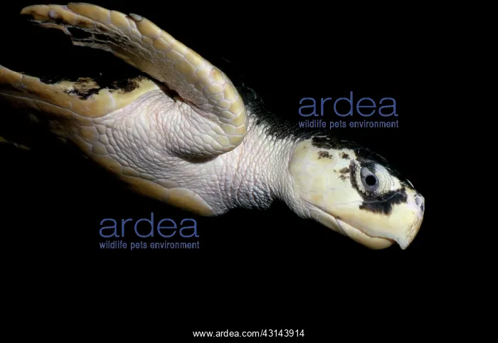 : Kemp's Ridley Turtle : Kemp's Ridley Turtle