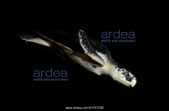 : Kemp's Ridley Turtle : Kemp's Ridley Turtle