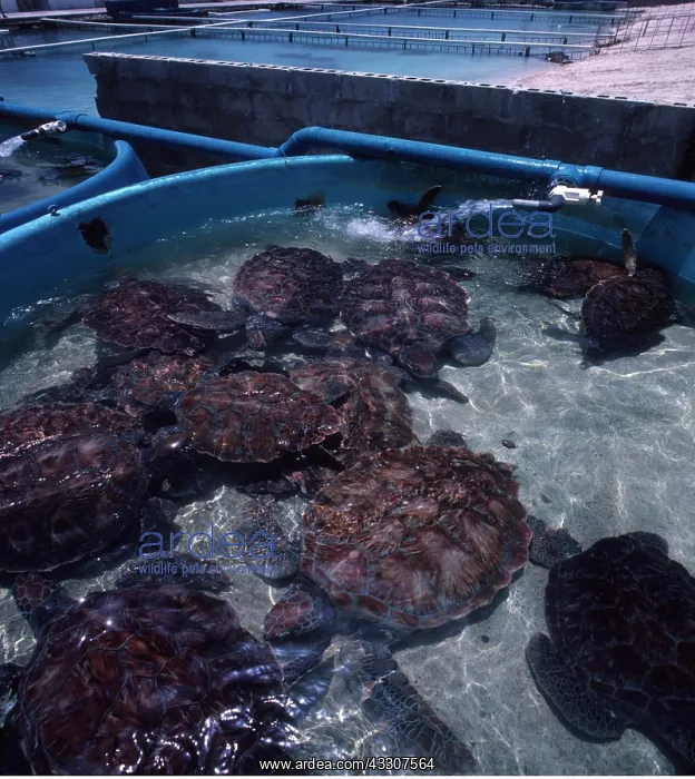 : KEMP'S RIDLEY TURTLES : KEMP'S RIDLEY TURTLES