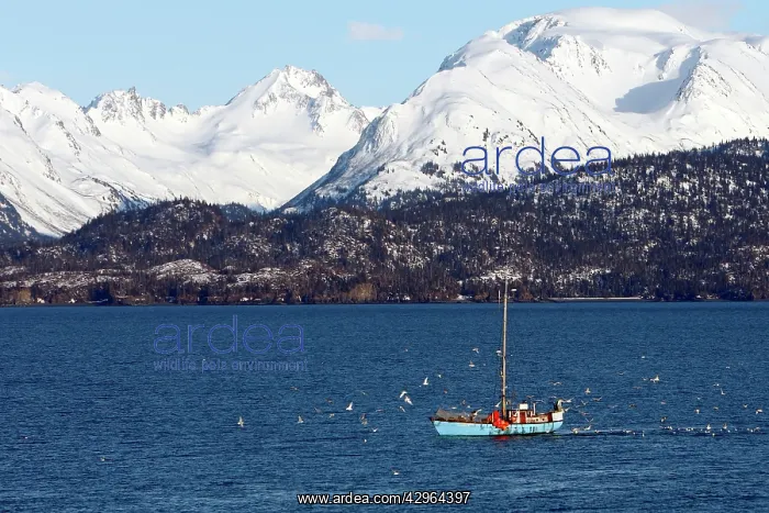 : Kenai peninsula