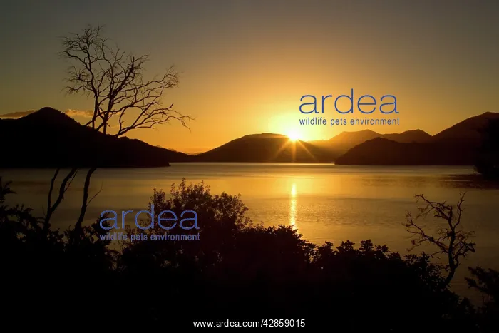 : Kenepuru Sound - sinking sun over the bays and : Kenepuru Sound - sinking sun over the bays and