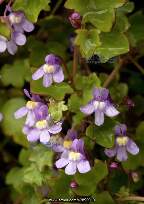 : Kenilworth Ivy / Ivy-leaved Toadflax : Kenilworth Ivy / Ivy-leaved Toadflax