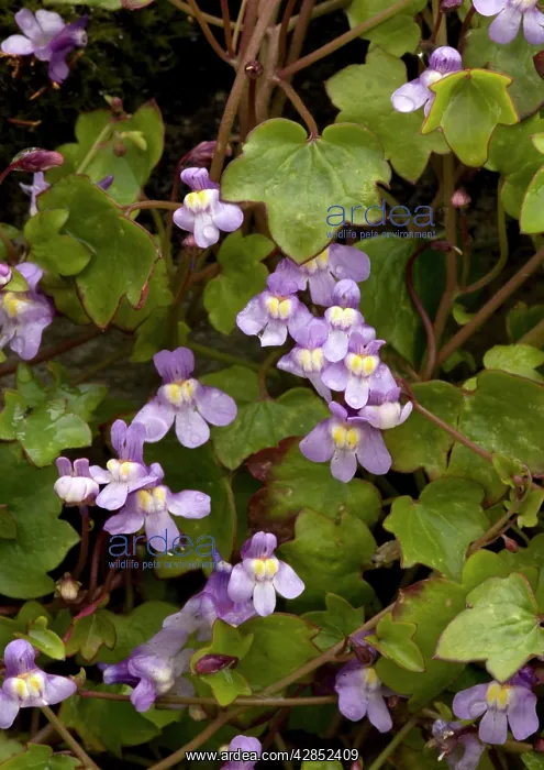 : Kenilworth Ivy / Ivy-leaved Toadflax : Kenilworth Ivy / Ivy-leaved Toadflax
