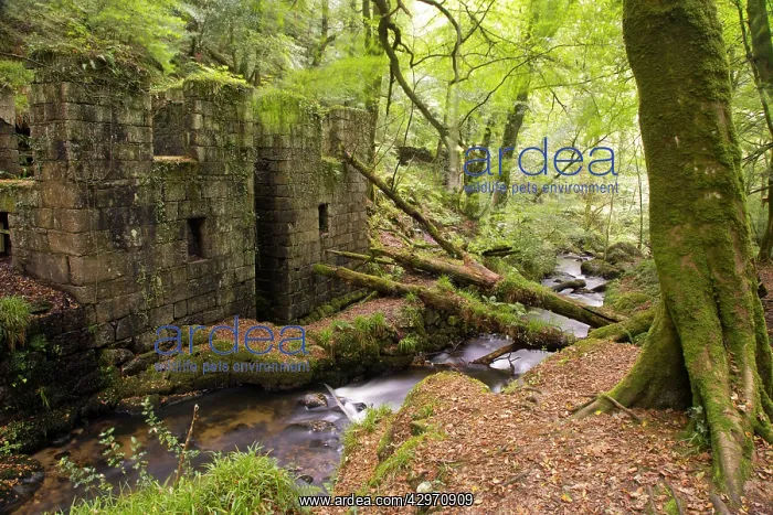 : Kennall Vale : Kennall Vale