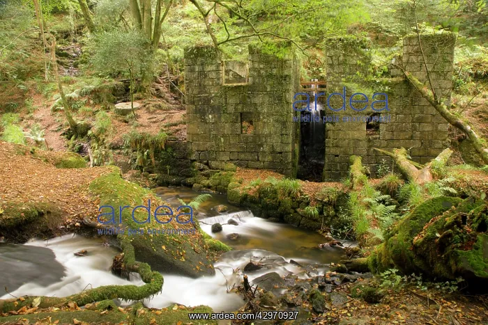 : Kennall Vale : Kennall Vale
