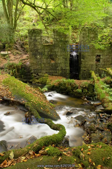: Kennall Vale : Kennall Vale