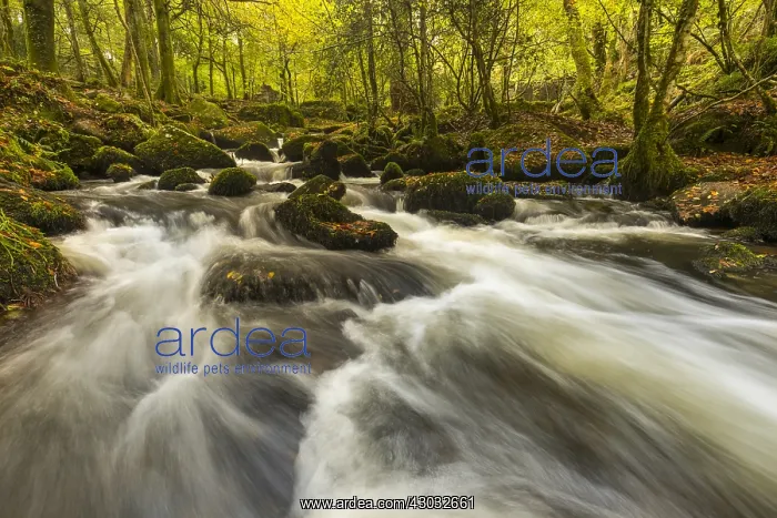 : Kennall Vale - River and Woodland - Cornwall - UK : Kennall Vale - River and Woodland - Cornwall - UK