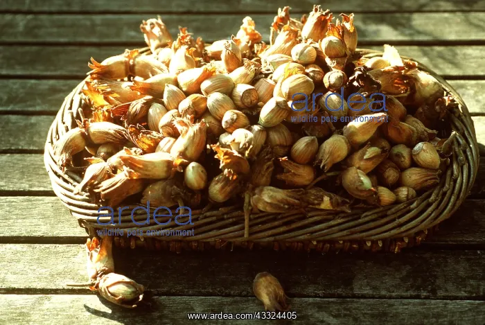 : KENT COB NUTS - in basket : KENT COB NUTS - in basket