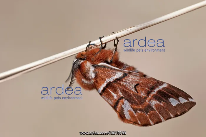  : Kentish Glory male