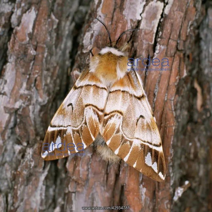 : Kentish Glory MOTH - female : Kentish Glory MOTH - female