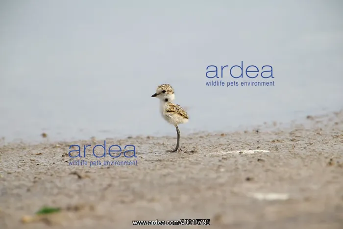 : Kentish Plover : Kentish Plover
