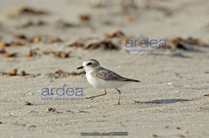 : Kentish Plover : Kentish Plover
