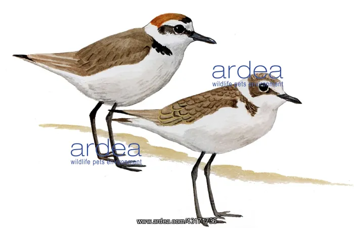 : Kentish Plover : Kentish Plover