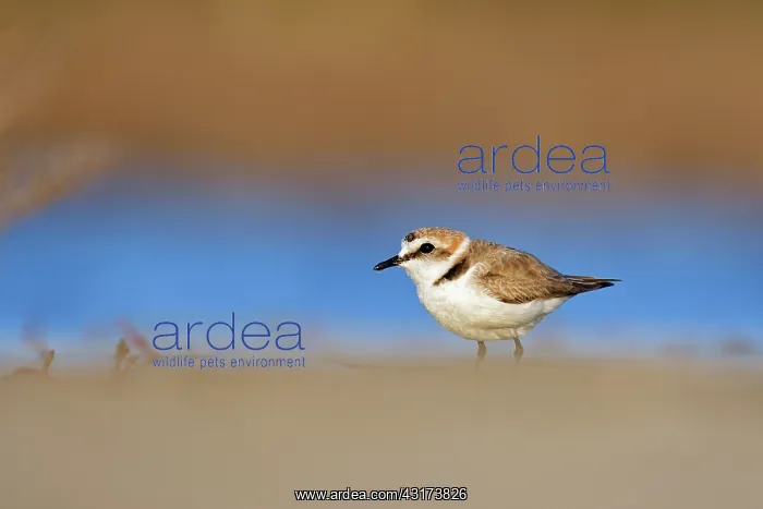 : Kentish Plover : Kentish Plover