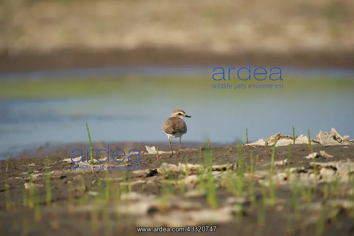 : Kentish Plover : Kentish Plover