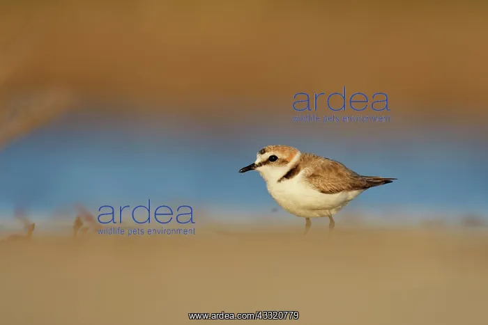 : Kentish Plover : Kentish Plover