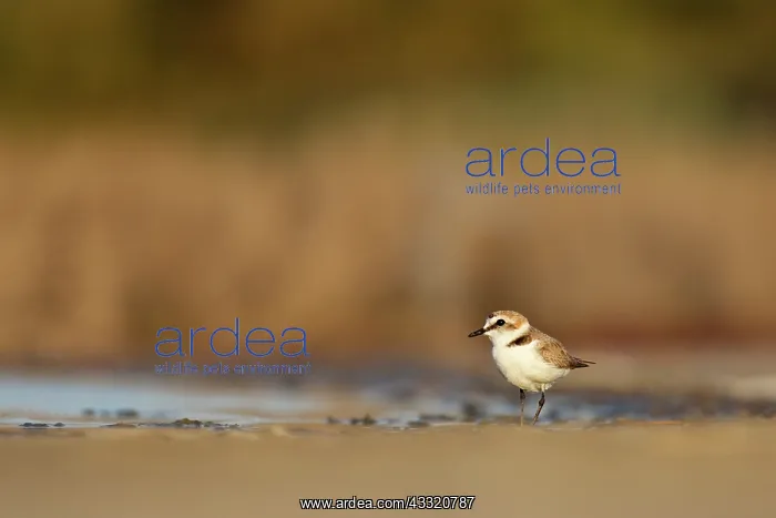 : Kentish Plover : Kentish Plover