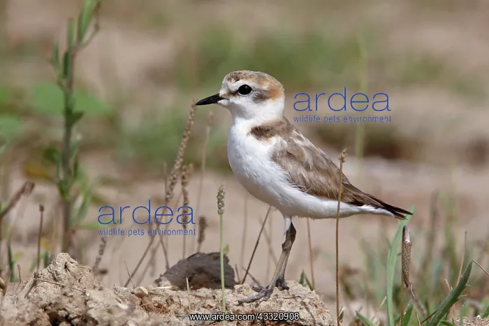: Kentish Plover : Kentish Plover