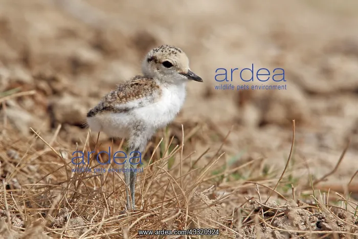 : Kentish Plover : Kentish Plover