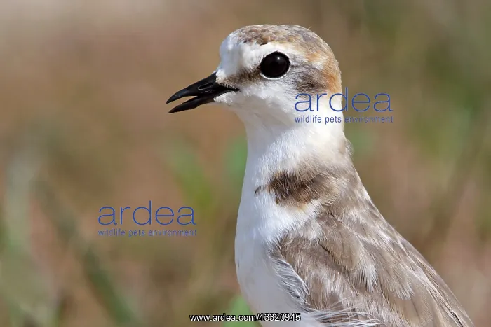 : Kentish Plover : Kentish Plover