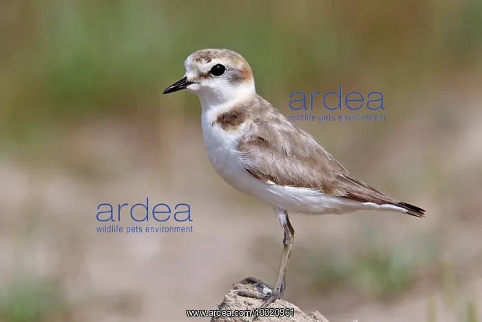 : Kentish Plover : Kentish Plover