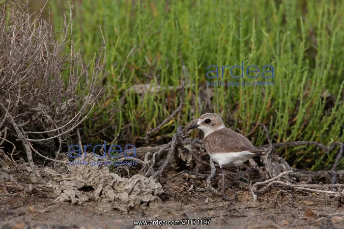 : Kentish plover (Charadrius alexandrinus). Camargue : Kentish plover (Charadrius alexandrinus). Camargue