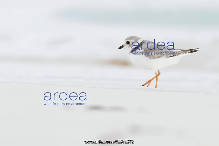 : Kentish plover (Charadrius alexandrinus) running : Kentish plover (Charadrius alexandrinus) running