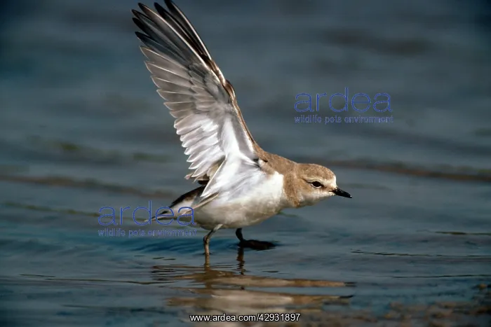 : Kentish Plover - female : Kentish Plover - female