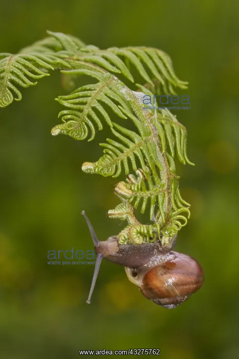 : Kentish Snail (Monacha cantiana) hanging on a C : Kentish Snail (Monacha cantiana) hanging on a C