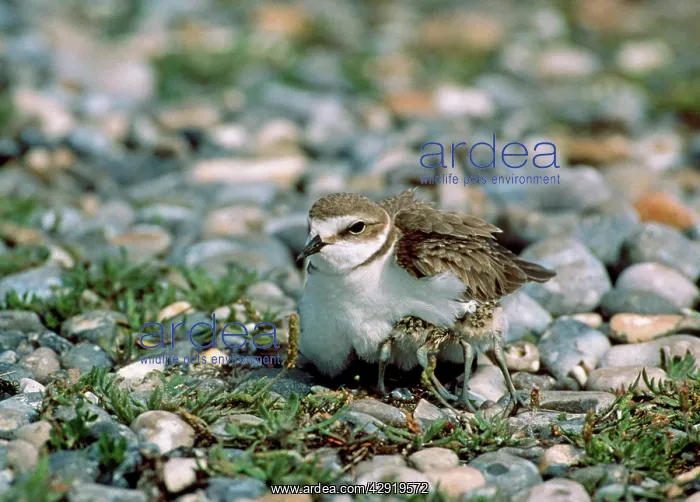 : Kentish / Snowy PLOVER : Kentish / Snowy PLOVER