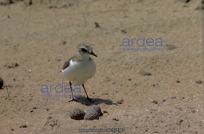 : Kentish / Snowy PLOVER - female at nest with eggs : Kentish / Snowy PLOVER - female at nest with eggs