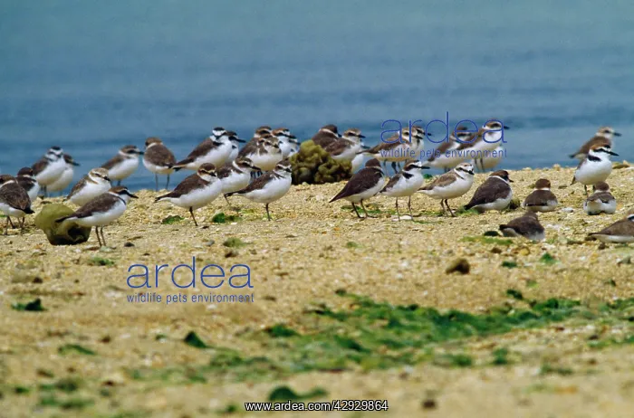 : Kentish / Snowy PLOVER - flock by water : Kentish / Snowy PLOVER - flock by water