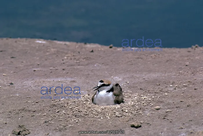 : Kentish / Snowy PLOVER - male : Kentish / Snowy PLOVER - male