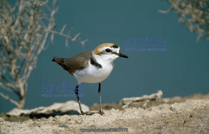 : Kentish / Snowy PLOVER - male, on ground : Kentish / Snowy PLOVER - male, on ground