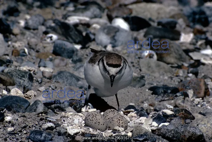 : Kentish / Snowy PLOVER - settling on nest : Kentish / Snowy PLOVER - settling on nest