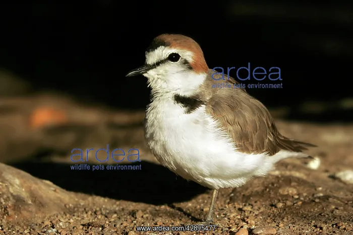 : Kentish / Snowy PLOVER - in winter : Kentish / Snowy PLOVER - in winter