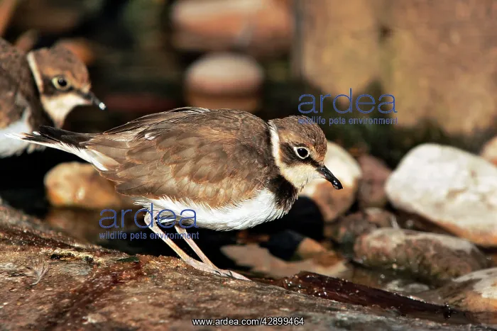 : Kentish / Snowy PLOVER - in winter : Kentish / Snowy PLOVER - in winter