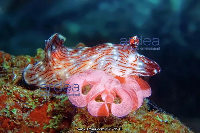 : Kentrodoris nudibranch ( Kentodoris rubescens) at : Kentrodoris nudibranch ( Kentodoris rubescens) at
