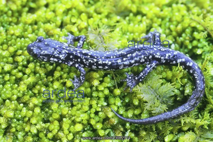 : Kentucky Salamander (Plethodon kentucki) : Kentucky Salamander (Plethodon kentucki)