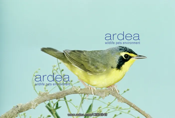 : Kentucky WARBLER : Kentucky WARBLER
