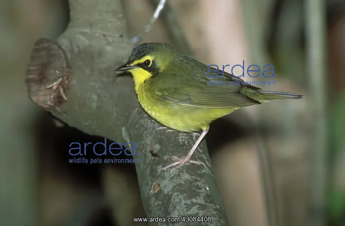 : Kentucky Warbler : Kentucky Warbler