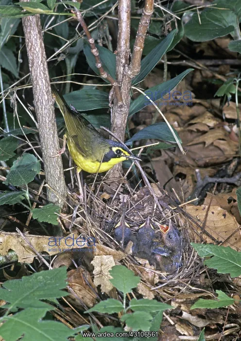 : Kentucky Warbler (Oporornis formosus) : Kentucky Warbler (Oporornis formosus)