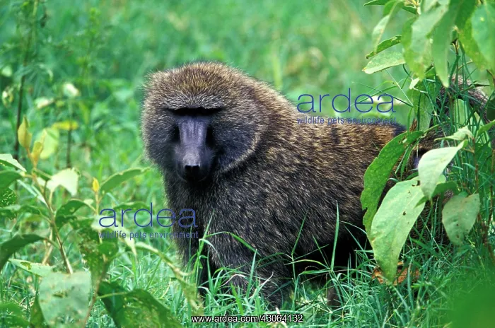 : Kenya : Kenya