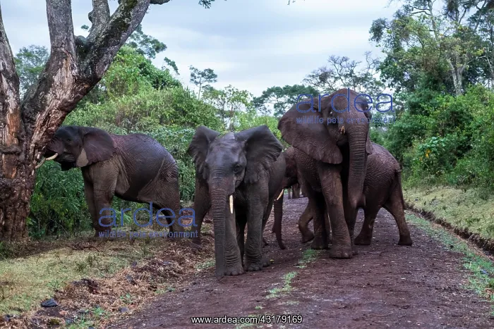 : Kenya, Aberdare national park, Elephant (Loxodonta : Kenya, Aberdare national park, Elephant (Loxodonta