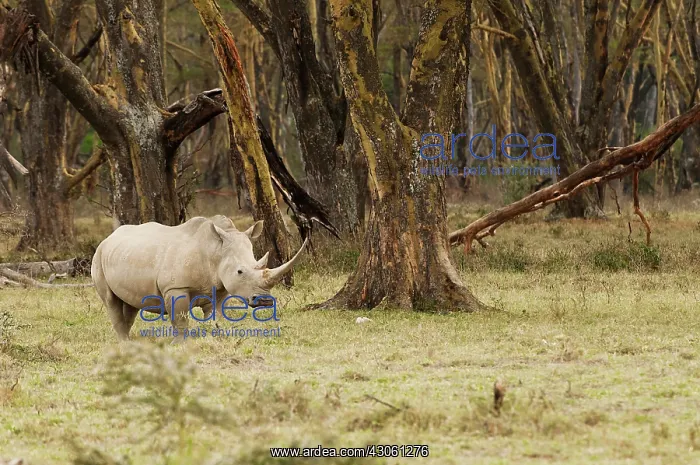 : Kenya, Africa. Adult Rhinoceros with giant : Kenya, Africa. Adult Rhinoceros with giant