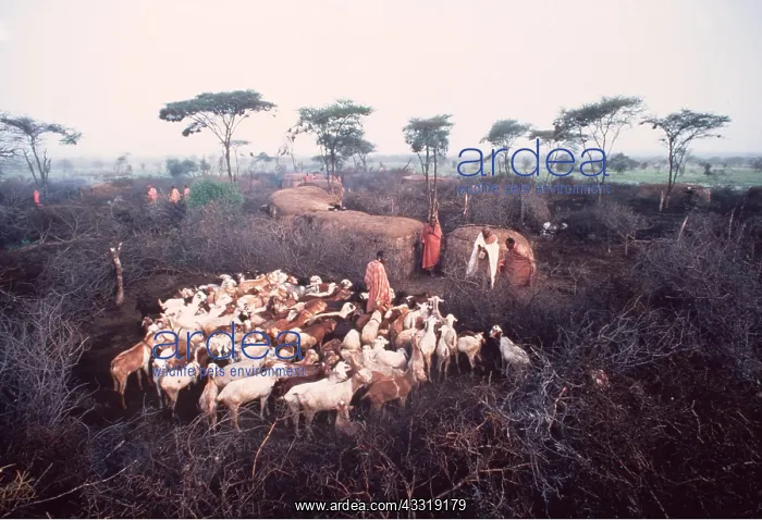 : Kenya, Africa - Maasai with goats : Kenya, Africa - Maasai with goats